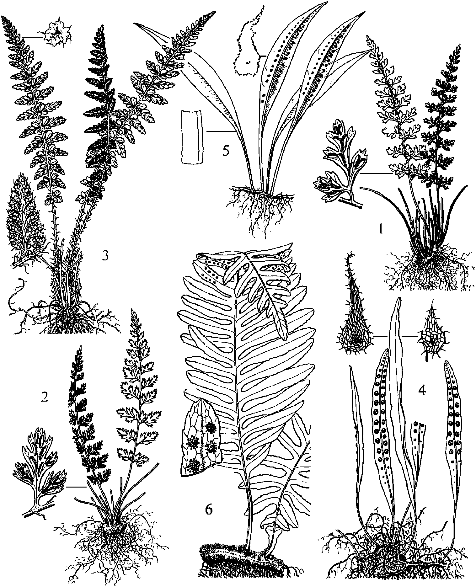 西北铁角蕨anesiichrist植株,羽片及孢子囊群;3